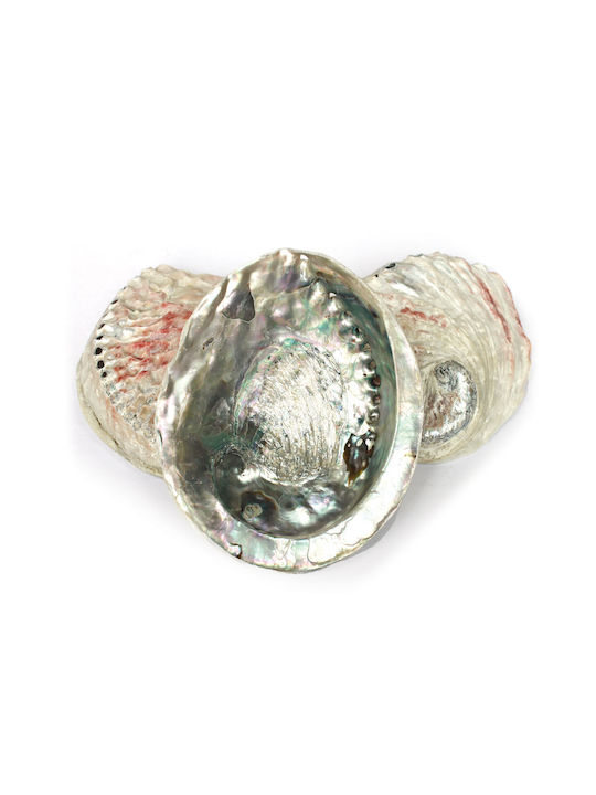 Cochilie de Abalone pentru Arderea Tămâiei, Cochilie Naturală ±10cm