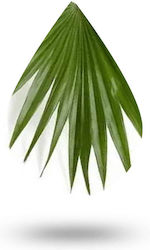 Serenoa Palmetto Saw Palmetto 30ml