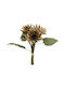 Bouquet of Beige Heliotropium 31cm in Box InTheBox