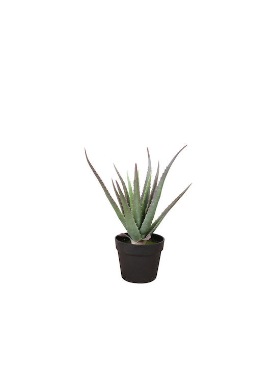 Αλόη σε Γλάστρα 42cm InTheBox