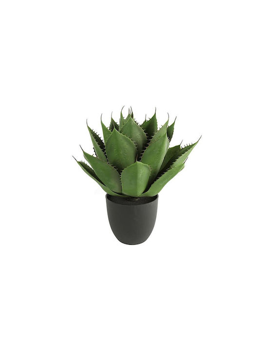 Aloe in Pot H45xD57cm