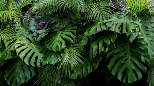 Tapet Modern cu Frunze de Monstera pentru Dormitoare și Sufragerii 260x390