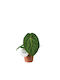 Anthurium Magnificum 12cm