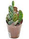 Κάκτος Opuntia Zebrina Reticulata ''cobra''
