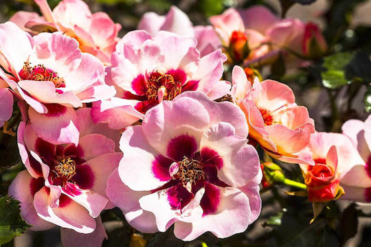 Rosa Babylon Eyes 'sweet' 3L