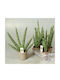 Sansevieria Sansevieria Cylindrica Handshake
