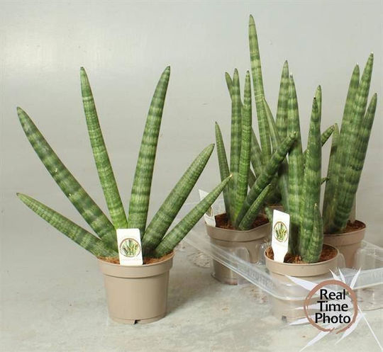 Sansevieria Sansevieria Cylindrica Handshake