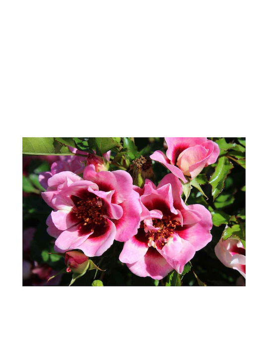 Rosa Babylon Eyes 'trendy' 3lt Rosa Babylon Eyes 'trendy' 3lt