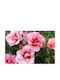 Rosa Babylon Eyes 'maestro' 3lt