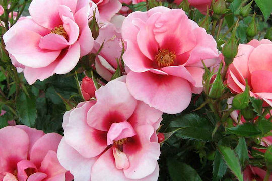 Rosa Babylon Eyes 'Maestro' 3L