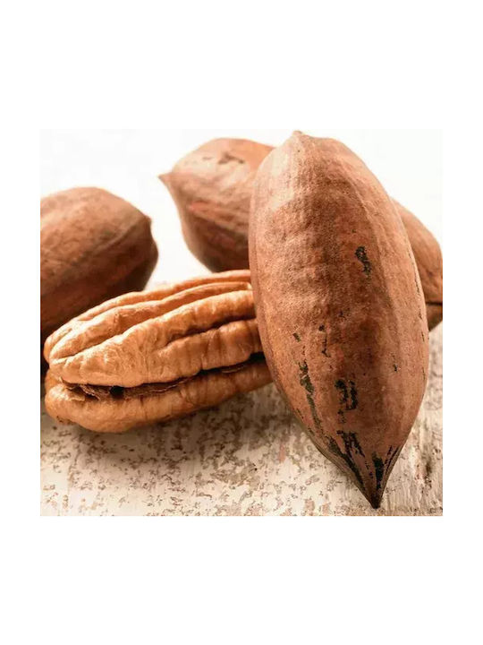 Pecan Walnut Tree Mahan