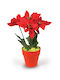 Orange Poinsettia Pot 5 Flowers 25cm -008772-o