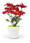 White Poinsettia Pot Plastic 7 Flowers 30cm 008...