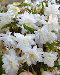 Cascade Pendula Bulb Begonia White