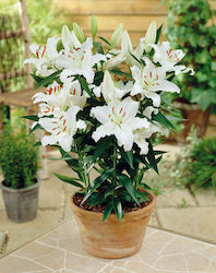 Rodolfa Bulb Lilium White