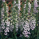 Digitalis Purpurea Bulb Lavenderς