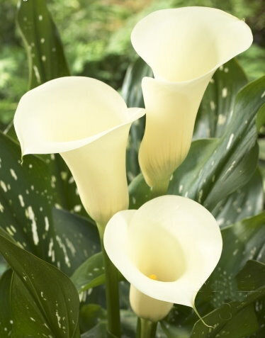 Eleganza Bulb Calla