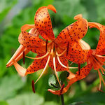 Lilium Tigrinum Луковица Lilium