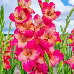 Bulb Gladiolusς Green