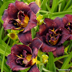 Double Bulb Daylilies Black