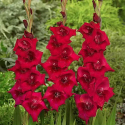 Plic 5 Bulb Gladiolusς