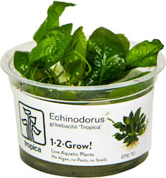 Tropica Echinodorus Grisebachii Tropica 1-2-crește