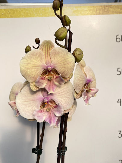 Phalaenopsis Limited Cream Diamond Lippy 2 Stems