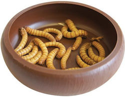 Komodo Mealworm Dish