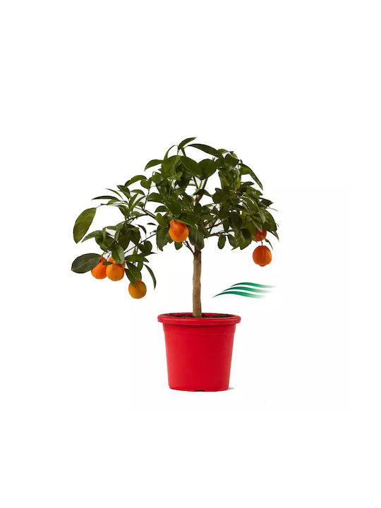 Δέντρο Νάνο Red Lime Lima Rossa