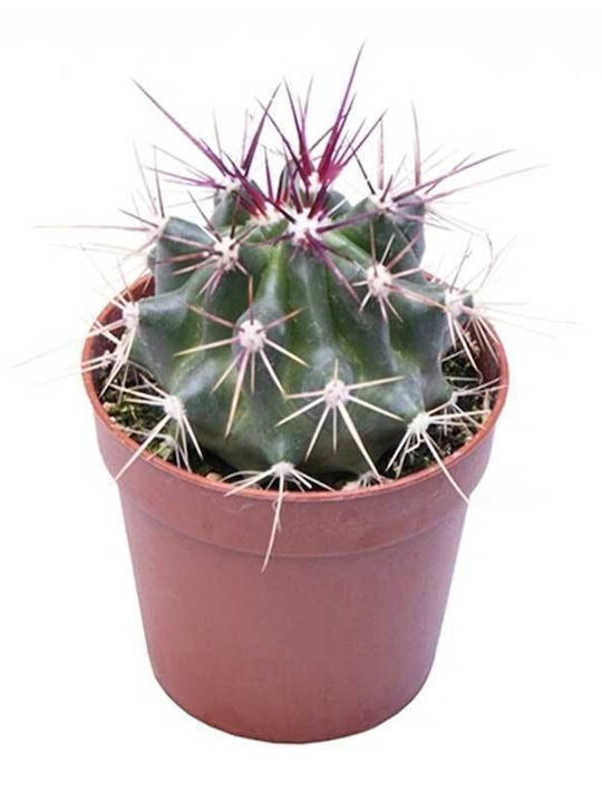 Ferocactus Stainesii 5.5cm