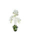 Orchidee in Topfpflanze Weiß 82cm Marhome