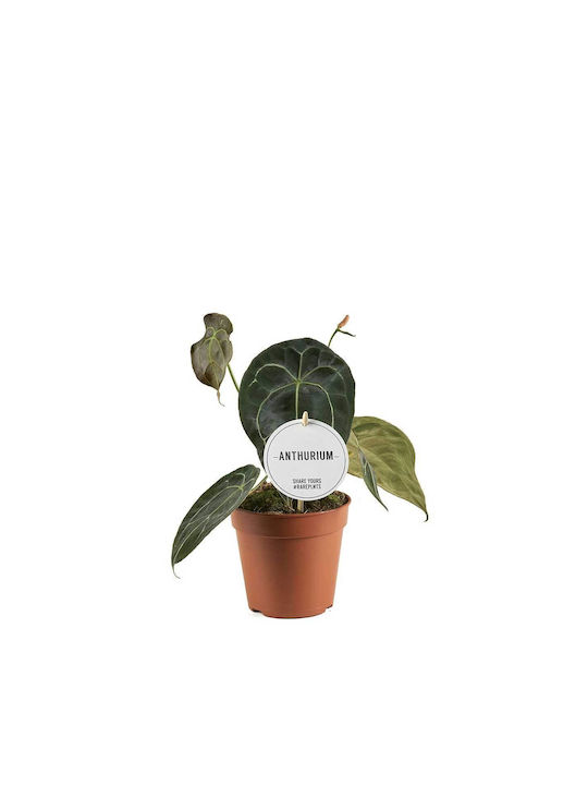 Anthurium Forgetti 12cm