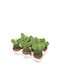 Opuntia Inermis 10.5cm
