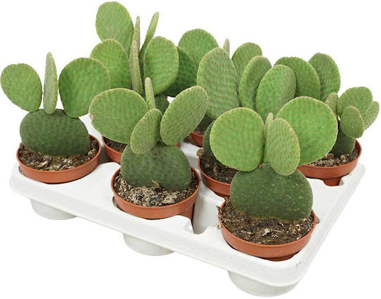 Opuntia Inermis 10.5cm