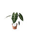Alocasia Frydek