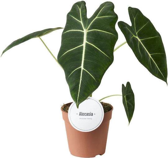 Αλοκάσια Alocasia Frydek