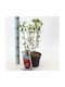 "Carolina Allspice" Calycanthus Fertilis Floridus Aromatic