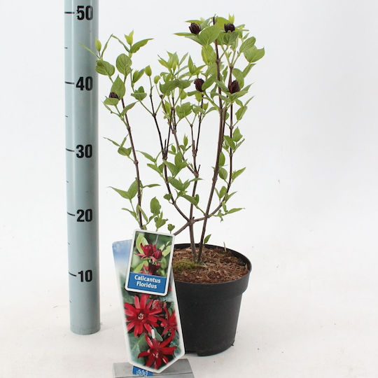 "καλύκανθος Καρολίνα Μπαχάρι" Calycanthus Fertilis Floridus Αρωματικο "καλύκανθος Καρολίνα Μπαχάρι" Calycanthus Fertilis Floridus Αρωματικο