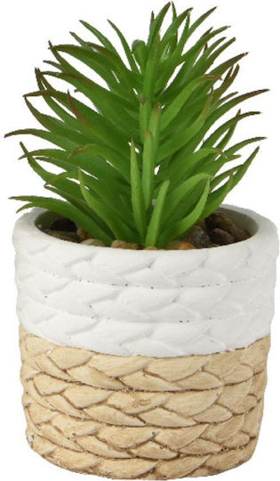 Sukkulente im Zementtopf 3 Designs Design 3