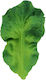 Oli&Carol Teething Relief made of Rubber for 3 m+