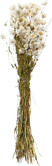 Αποξηραμένο Φυτό Bunny Tails 01 55cm Kaemingk