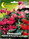 Primasem Semințe Cyclamen Multicolor