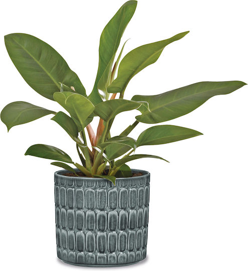 Scheurich Plant Pot Ceramic Multicolour