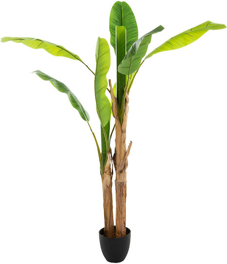 Musa Topfpflanze 130cm Atmosphera
