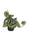 Scindapsus Pictus 'Trebie' 12 cm
