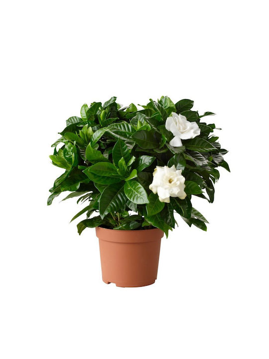 Oem Γαρδένια Gardenia Jasminoides 3 Lt 20/40 Oem Γαρδένια Gardenia Jasminoides 3 Lt 20/40