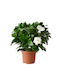 Oem Γαρδένια Gardenia Jasminoides 3 Lt 20/40