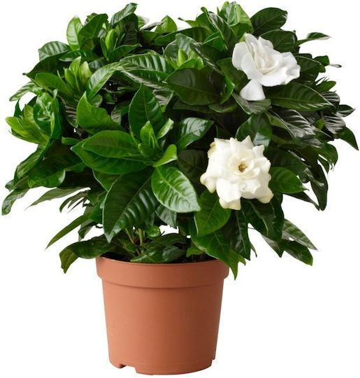 Oem Γαρδένια Gardenia Jasminoides 3 Lt 20/40