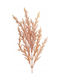 Ramură de Pampas Crem-Pudră 32cm