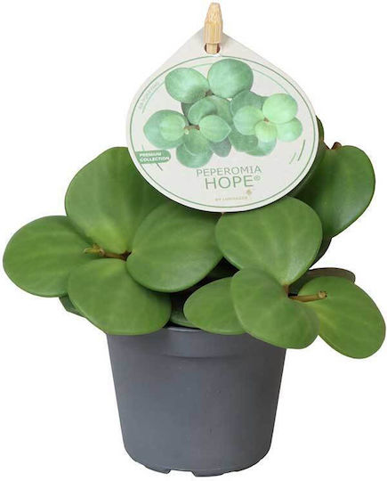 Peperomia 'hope' 6 cm